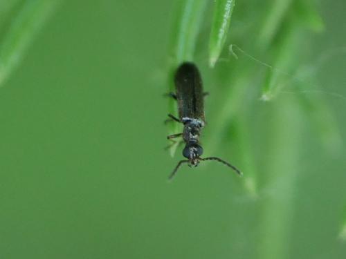 Dasytes sp.